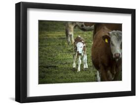 Calf, new-born, free range, suckler cow husbandry-Christine Meder stage-art.de-Framed Photographic Print