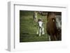 Calf, new-born, free range, suckler cow husbandry-Christine Meder stage-art.de-Framed Photographic Print