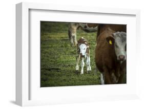 Calf, new-born, free range, suckler cow husbandry-Christine Meder stage-art.de-Framed Photographic Print