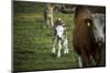 Calf, new-born, free range, suckler cow husbandry-Christine Meder stage-art.de-Mounted Photographic Print