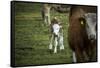 Calf, new-born, free range, suckler cow husbandry-Christine Meder stage-art.de-Framed Stretched Canvas