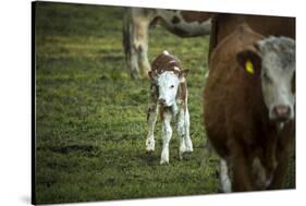 Calf, new-born, free range, suckler cow husbandry-Christine Meder stage-art.de-Stretched Canvas