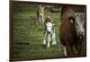 Calf, new-born, free range, suckler cow husbandry-Christine Meder stage-art.de-Framed Photographic Print