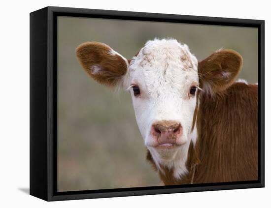 Calf Portrait-null-Framed Stretched Canvas