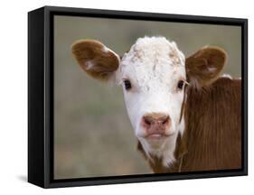 Calf Portrait-null-Framed Stretched Canvas