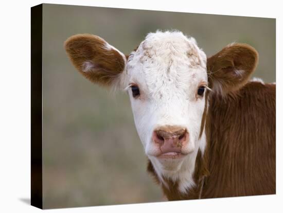 Calf Portrait-null-Stretched Canvas