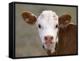 Calf Portrait-null-Framed Stretched Canvas