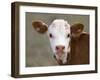 Calf Portrait-null-Framed Premium Photographic Print