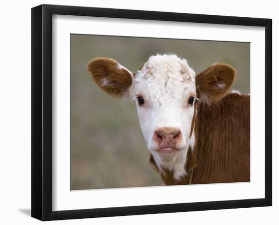 Calf Portrait-null-Framed Premium Photographic Print