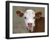 Calf Portrait-null-Framed Premium Photographic Print