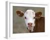 Calf Portrait-null-Framed Premium Photographic Print