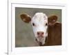 Calf Portrait-null-Framed Premium Photographic Print