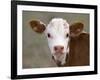 Calf Portrait-null-Framed Premium Photographic Print
