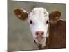 Calf Portrait-null-Mounted Premium Photographic Print