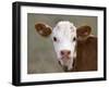 Calf Portrait-null-Framed Photographic Print
