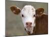 Calf Portrait-null-Mounted Photographic Print