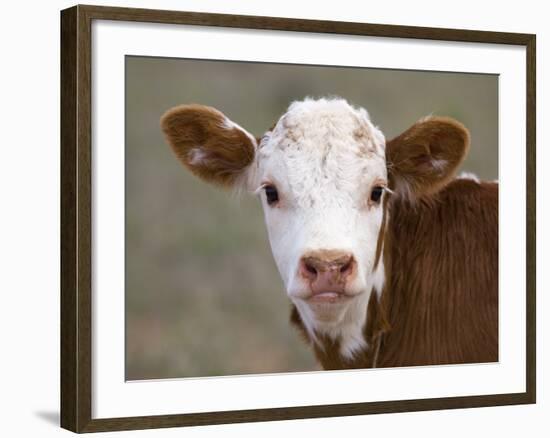 Calf Portrait-null-Framed Photographic Print