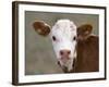 Calf Portrait-null-Framed Photographic Print