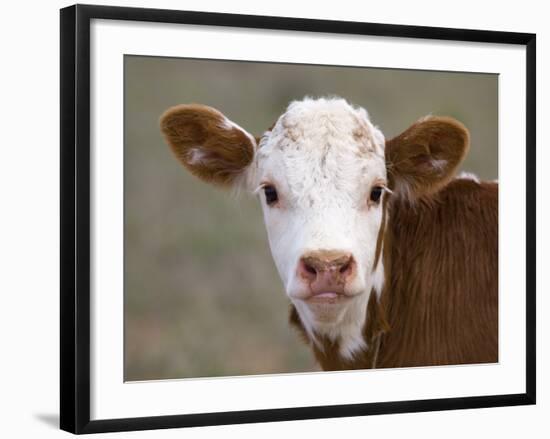 Calf Portrait-null-Framed Photographic Print