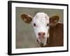 Calf Portrait-null-Framed Photographic Print