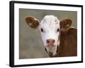 Calf Portrait-null-Framed Photographic Print