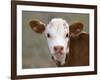 Calf Portrait-null-Framed Photographic Print