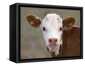 Calf Portrait-null-Framed Stretched Canvas