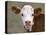 Calf Portrait-null-Stretched Canvas