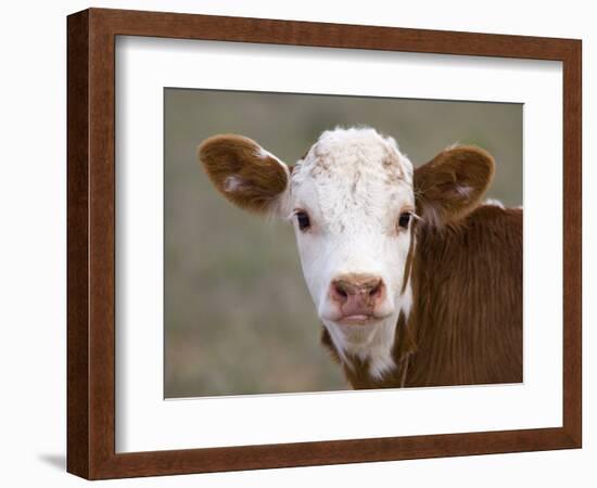 Calf Portrait-null-Framed Photographic Print