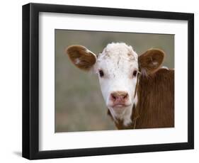 Calf Portrait-null-Framed Photographic Print