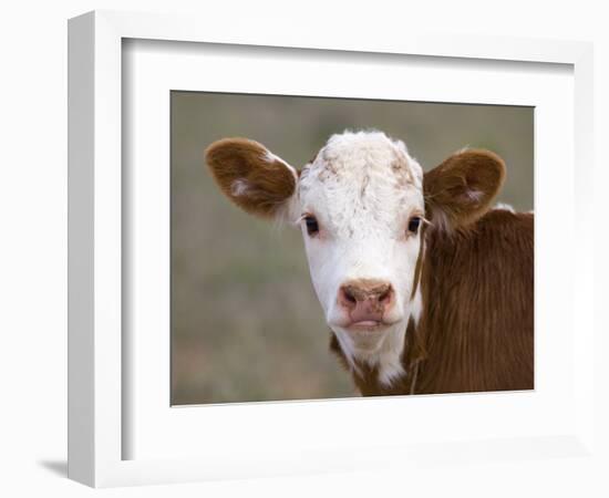 Calf Portrait-null-Framed Photographic Print