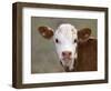 Calf Portrait-null-Framed Premium Photographic Print