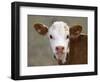 Calf Portrait-null-Framed Premium Photographic Print