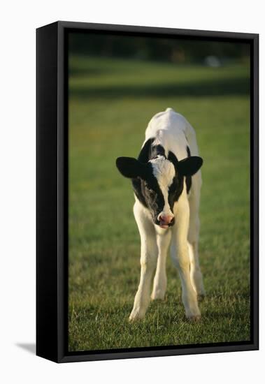 Calf Standing in Field-DLILLC-Framed Stretched Canvas