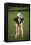 Calf Standing in Field-DLILLC-Framed Stretched Canvas
