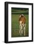 Calf Standing in Field-DLILLC-Framed Photographic Print