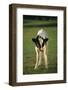 Calf Standing in Field-DLILLC-Framed Photographic Print