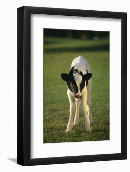 Calf Standing in Field-DLILLC-Framed Photographic Print