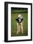 Calf Standing in Field-DLILLC-Framed Photographic Print