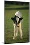 Calf Standing in Field-DLILLC-Mounted Photographic Print