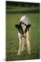 Calf Standing in Field-DLILLC-Mounted Photographic Print