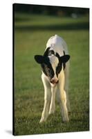 Calf Standing in Field-DLILLC-Stretched Canvas