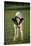 Calf Standing in Field-DLILLC-Stretched Canvas