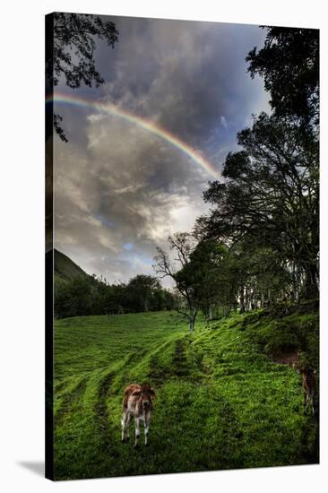 Calf with Green Field and Rainbow-Nish Nalbandian-Stretched Canvas