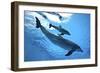 Calf with Mother-Augusto Leandro Stanzani-Framed Photographic Print