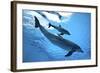 Calf with Mother-Augusto Leandro Stanzani-Framed Photographic Print