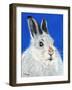 Calgary Jack-Melissa Symons-Framed Art Print