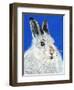 Calgary Jack-Melissa Symons-Framed Art Print