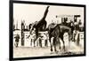 Calgary Stampede Rodeo-null-Framed Premium Giclee Print