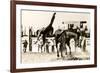 Calgary Stampede Rodeo-null-Framed Art Print